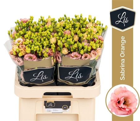 Lisianthus Do Sabrina Orange