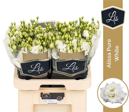 Lisianthus Do Alissa Pure White