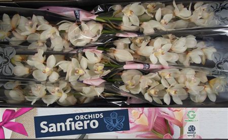Cymbidium White Antonella Sanfiero