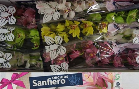 Cymbidium Mix Sanfiero