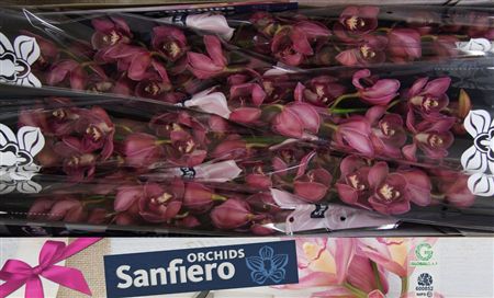 Cymbidium Red Dream