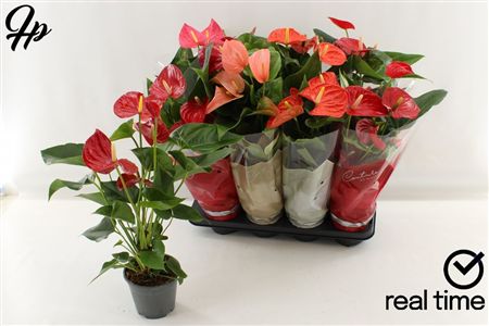 Pianta Anthurium Andreanum Grp Gemengd 4 Kleuren
