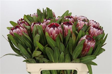 Protea Pink Ice