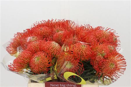 Nutans Succession