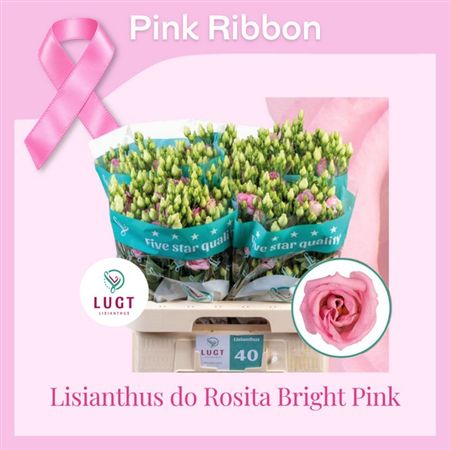 Lisianthus Do Rosita Pink