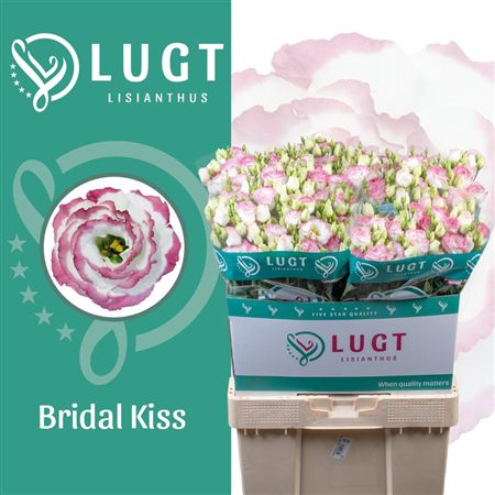 Lisianthus Do Croma Bridal Kiss