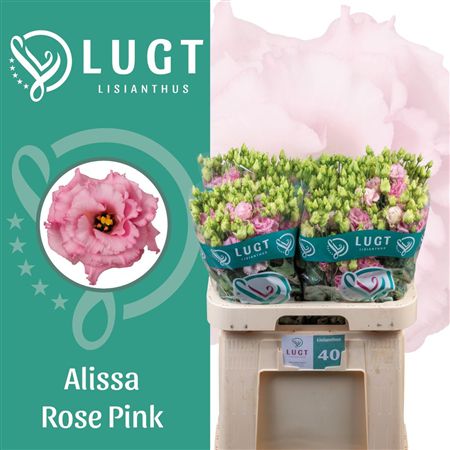 Lisianthus Do Alissa Rose Pink