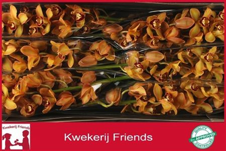 Cymbidium Brown Charly Brown Sanfiero
