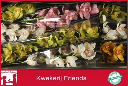 Cymbidium Mix Kwekerij