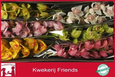 Cymbidium Mix Kwekerij