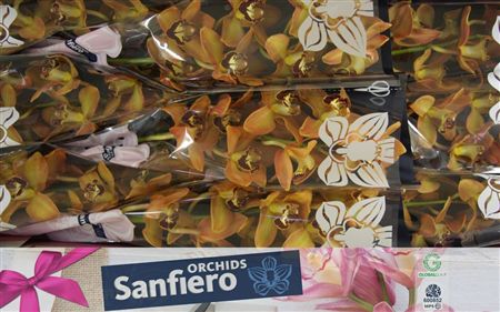 Cymbidium Brown Charly Brown Sanfiero