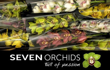 Cymbidium Mix Seven Orchids