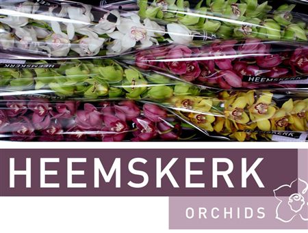 Cymbidium Mix Heemskerk