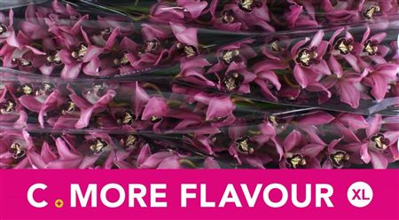 Cymbidium Pink Kensi C.more