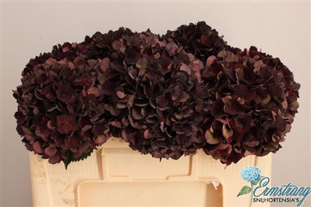 Hydrangea Mag Dark Ruby Classic