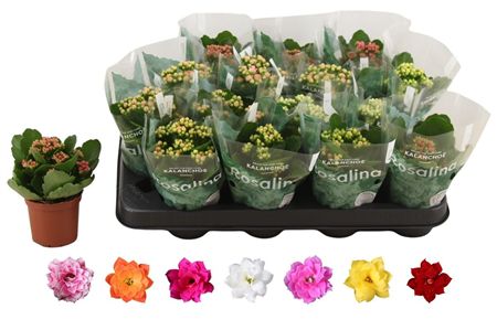 Pianta Kalanchoe Bloss Gev Rosalina 6