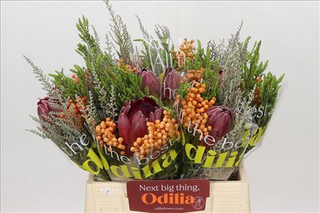 Protea Bq Sharon