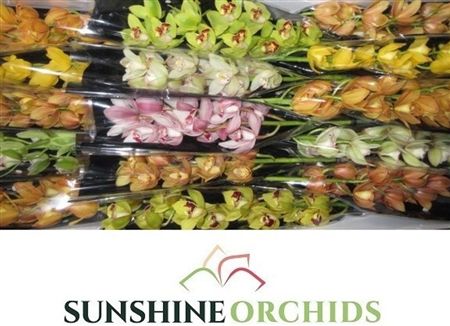 Minicymbidium Mix Sunshine