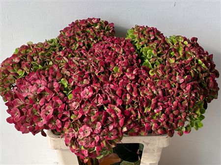 Hydrangea Mag Coral Classic