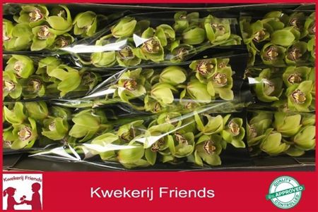 Cymbidium Green Mrs Robin Hood Kwekerij