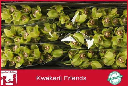 Cymbidium Green Mrs Robin Hood Kwekerij