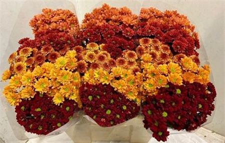 Chrys Sa Mix Autumn