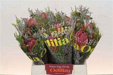 Protea Bq Sfb Hybrid