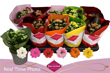 Pianta Kalanchoe Blos Gev Perfecta Mix 6