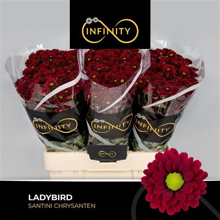 Chrys Sa Ladybird