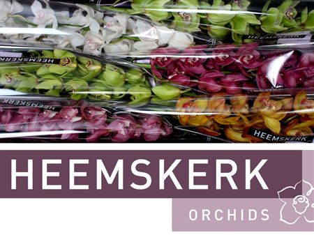 Cymbidium Mix Heemskerk