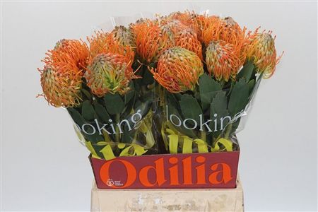 Nutans Soleil