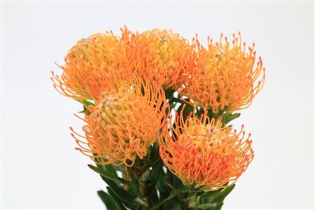 Nutans Ayoba Sun