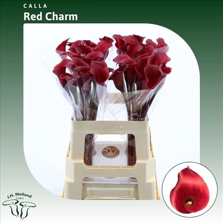 Calla Red Charm