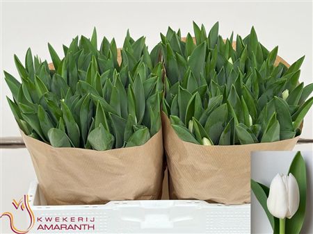 Tulipa Si Royal Virgin