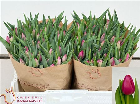Tulipa Si Pink Ardour
