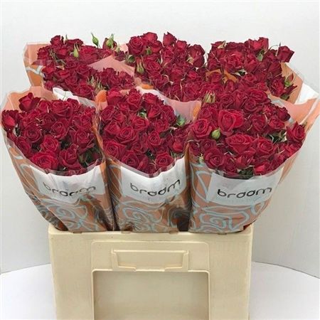 Rosa Spray Rubicon