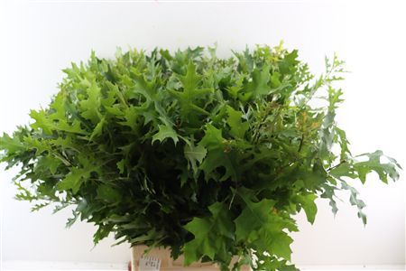 Quercus (eik) Palustris