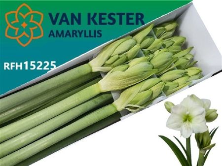 Amaryllis White Sensation