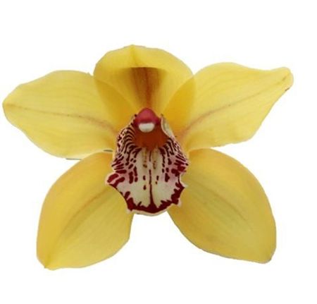 Cymbidium Yellow La Vie Stella