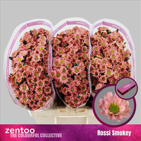 Chrys Sa Rossi Smokey