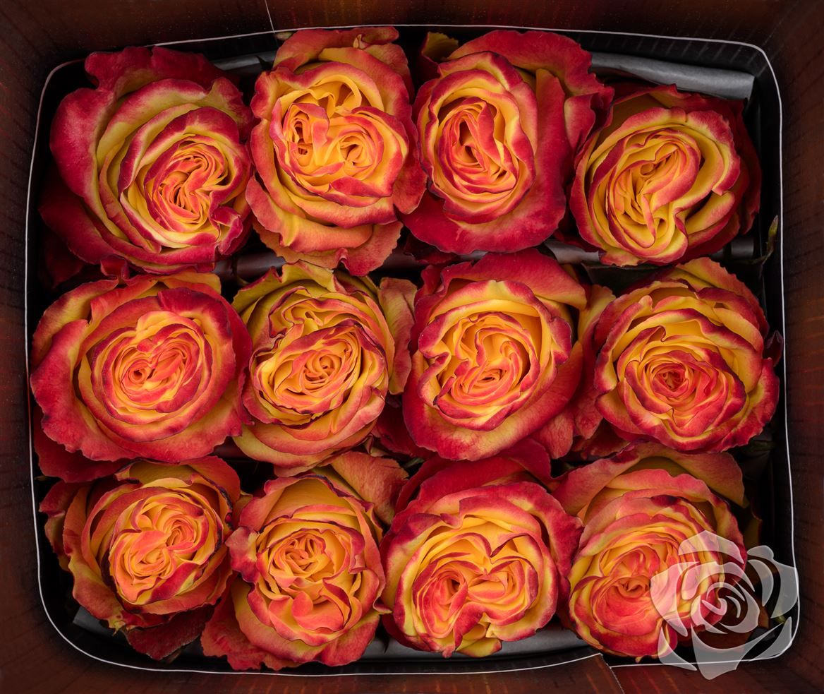 Rosa Ec High And Yellow Flame High Connection