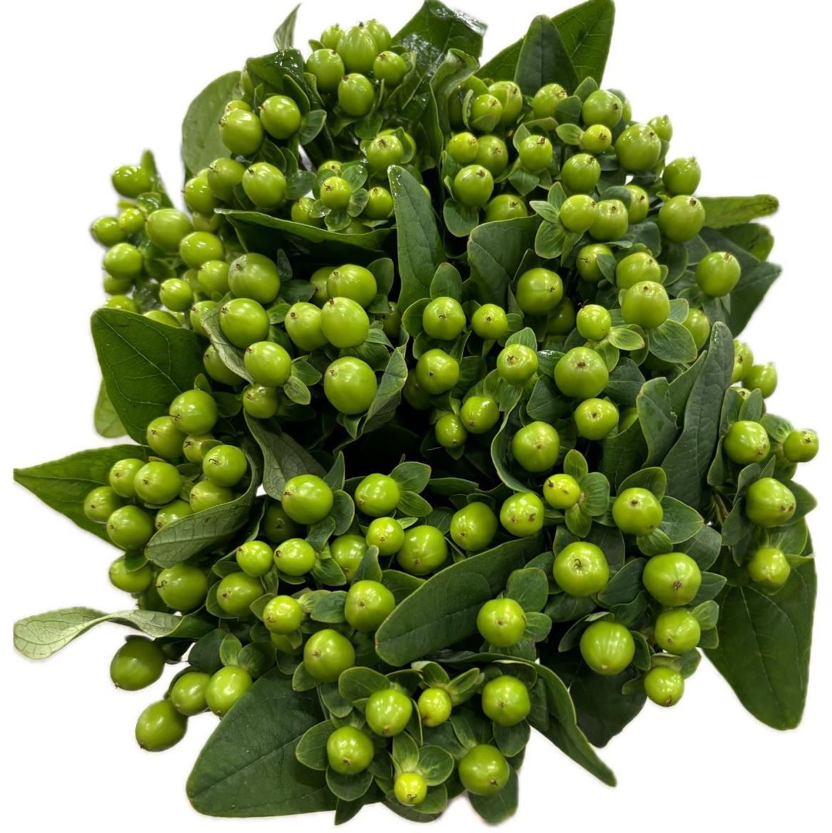 Hypericum Lucky Romance ( Ethiopia