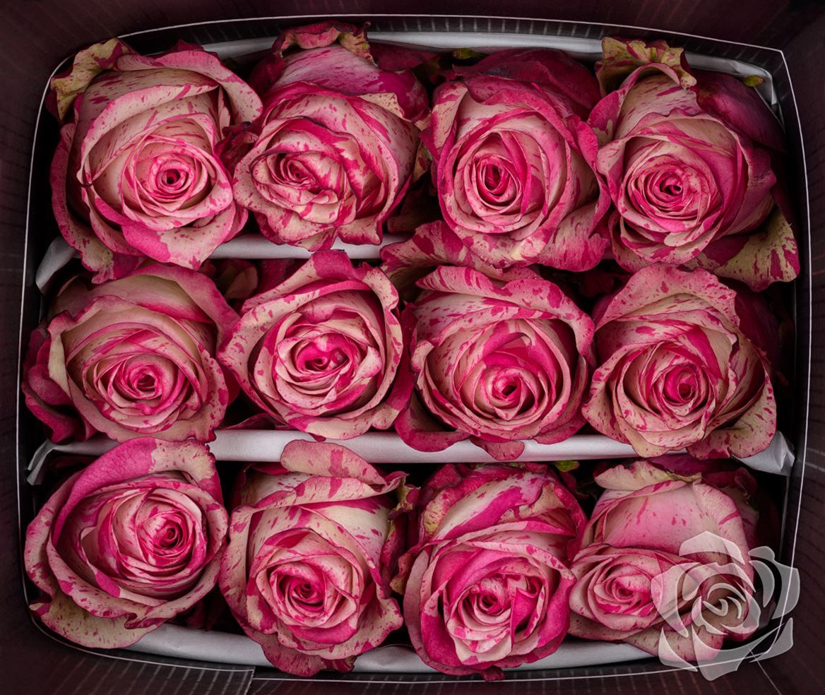 Rosa Ec Magical Times Garda