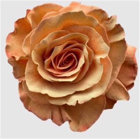 Rosa Ec Mondial Tinted Toffee Flores Verdes