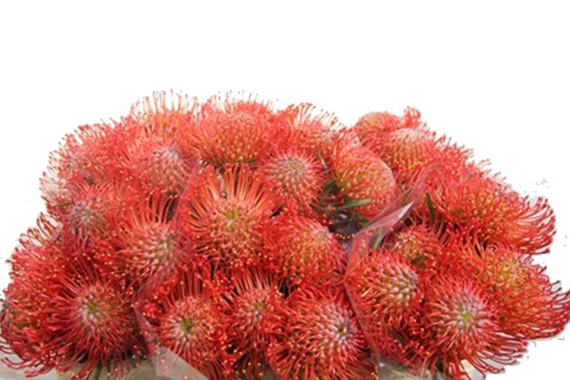 Leucospermum Succession
