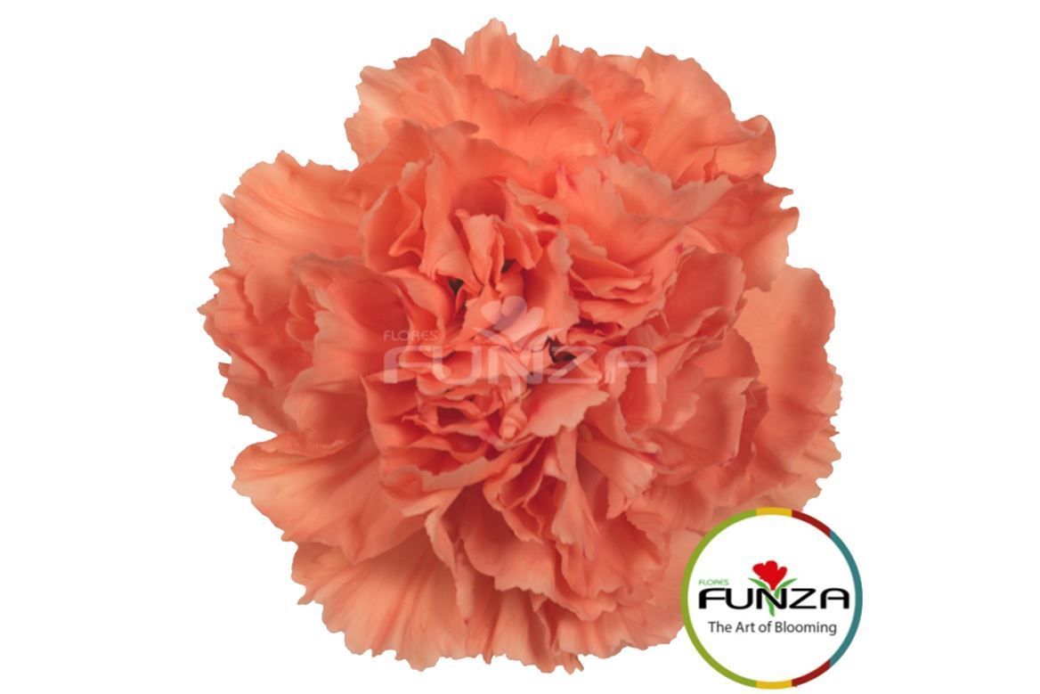 Garofano Ec Hermes Orange