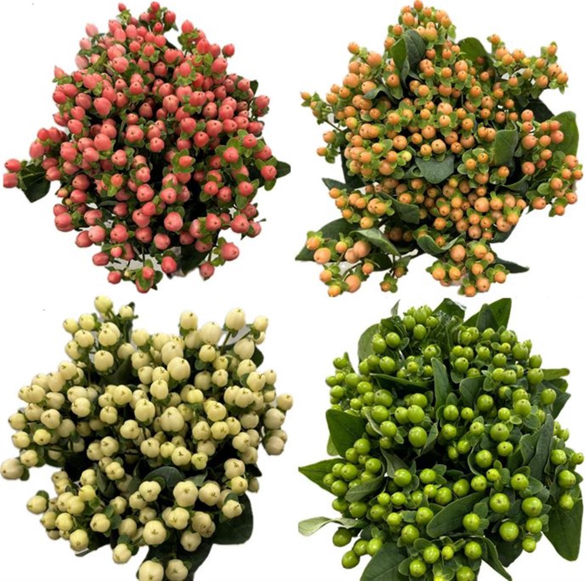 Hypericum Special Mix *1*