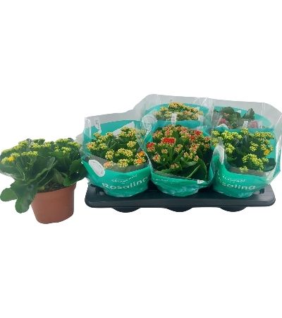 Pianta Kalanchoe Rosalina Mix