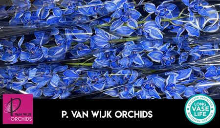 Cymbidium Paint Blue