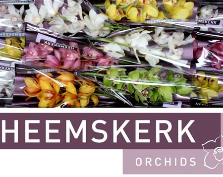 Cymbidium Mix Heemskerk